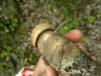 Leccinum duriusculum image