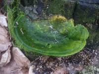 Trametes gibbosa image