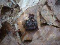 Xylaria carpophila image