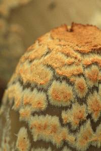 Coprinopsis variegata image