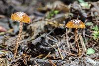 Conocybe vestita image