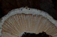 Amanita magniverrucata image