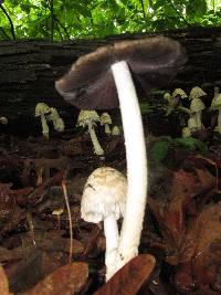 Coprinopsis variegata image