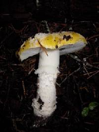 Amanita aprica image