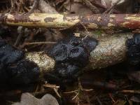 Exidia truncata image
