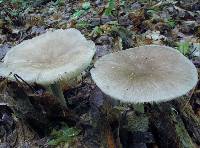 Megacollybia rodmanii image