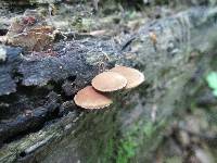 Simocybe centunculus var. centunculus image