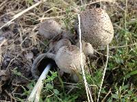 Coprinopsis variegata image