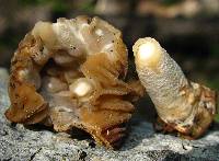 Verpa bohemica image
