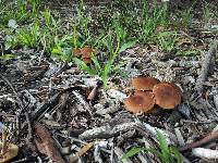 Psilocybe subaeruginosa image