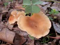 Clitocybe gibba image