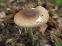 Amanita solaniolens image