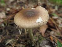 Amanita solaniolens image