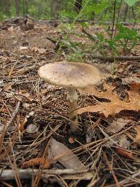 Amanita solaniolens image