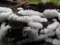 Ceratiomyxa fruticulosa var. fruticulosa image