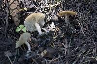 Clitocybe albirhiza image