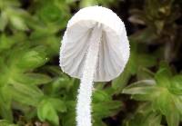 Mycena alphitophora image