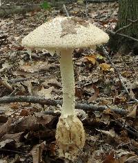 Amanita daucipes image