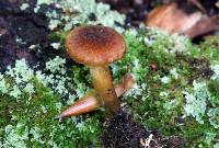 Gymnopilus fuscosquamulosus image