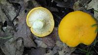 Cantharellus phasmatis image