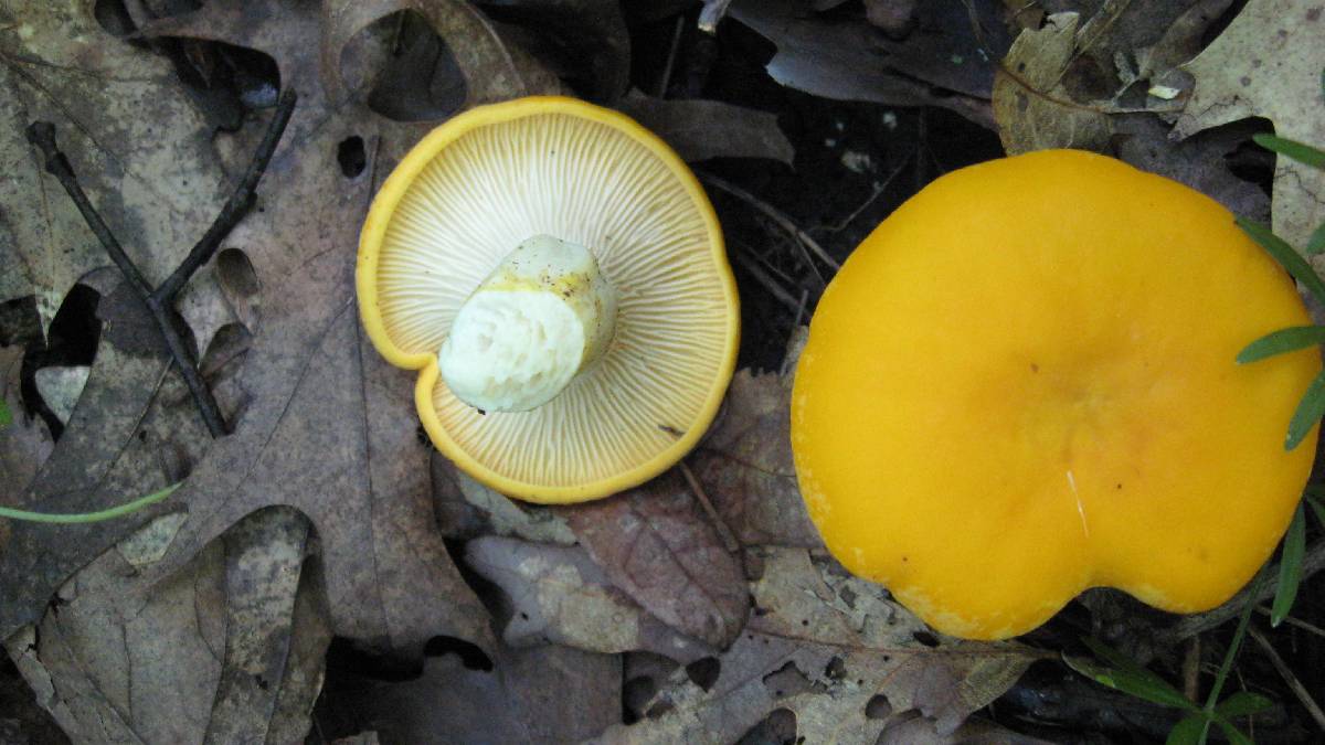 Cantharellus phasmatis image
