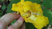 Cantharellus flavus image