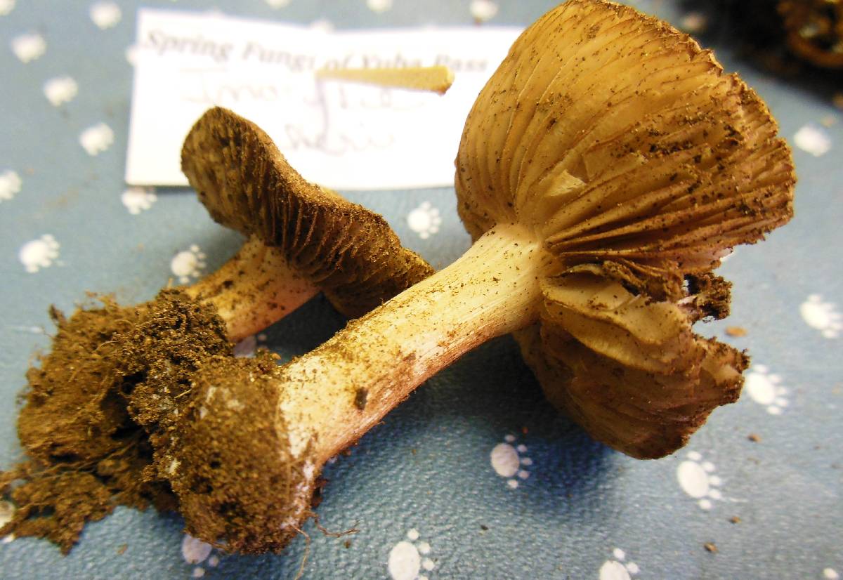 Inocybe bakeri image