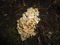 Polyporus umbellatus image