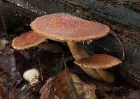 Psathyrella delineata image