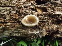 Royoporus badius image