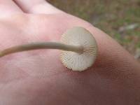 Amanita albocreata image