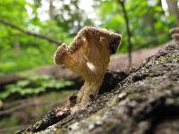 Lentinus strigosus image