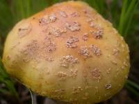 Amanita flavorubens image