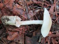 Amanita whetstoneae image