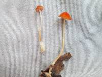 Marasmius sullivantii image