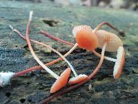 Marasmius sullivantii image