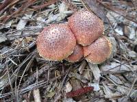 Gymnopilus luteofolius image
