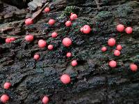 Lycogala epidendrum image