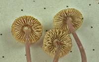 Mycena pearsoniana image