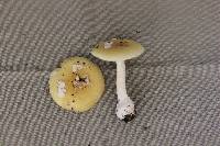 Amanita praecox image