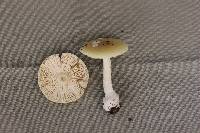 Amanita praecox image