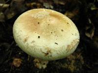 Amanita volvata image