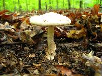 Amanita volvata image