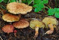Suillus spraguei image