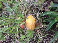 Amanita flavorubens image