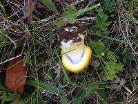 Amanita flavorubens image