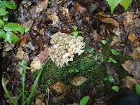 Polyporus umbellatus image