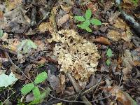 Polyporus umbellatus image