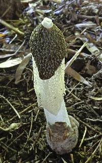 Phallus indusiatus image