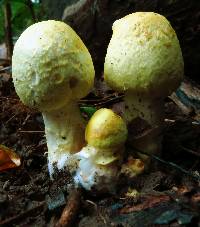 Agaricus auricolor image